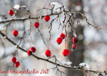 Winterliches Foto mit roten Beeren an kahlen Zweigen