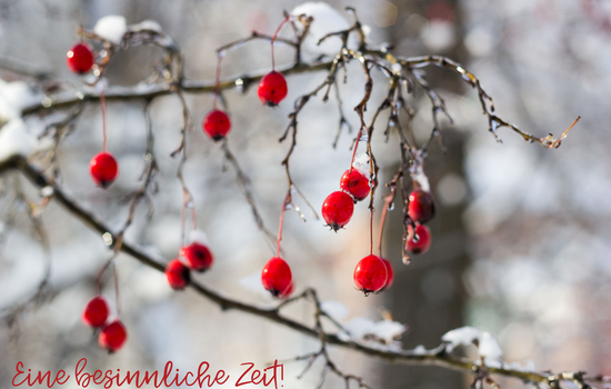 Winterliches Foto mit roten Beeren an kahlen Zweigen